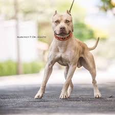 Pin On American Pit Bull Terrier