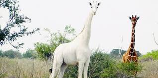 Non migrano durante la stagione secca, perché riescono a ricavare il nutrimento e l'acqua necessari dalle foglie di acacia. Kenya L Ultima Giraffa Bianca Al Mondo E Protetta Da Un Dispositivo Gps Che La Difende Dai Bracconieri