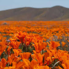 Beautiful California Flower Fields You Must Visit This Spring Flower Field California Travel California Wildflowers