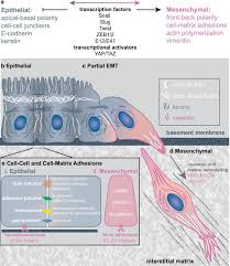 Animal cells which have undergone transformation frequently become. The Epithelial Mesenchymal Transition And The Cytoskeleton In Bioengineered Systems Cell Communication And Signaling Full Text