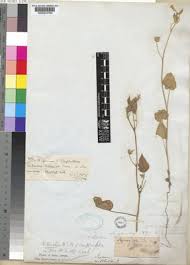 Image result for Hibiscus sidiformis