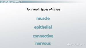 What Is Human Body Tissue Definition Types Examples