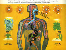 Austin Kleon — Illustrations from The Human Body: What It Is And...