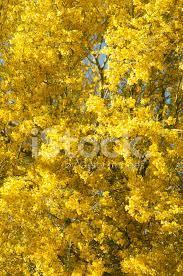 Paleo verde beetle or fungus? Palo Verde Tree In Full Yellow Bloom Stock Photos Freeimages Com
