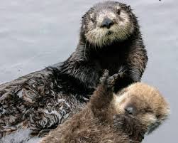 River otters never got the memo about staying in the rivers. Can Sea Otters Save The World Islands Sounder