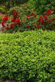 Green Beauty Boxwood Monrovia Green Beauty Boxwood Japanese Boxwood Monrovia Plants Green Beauty