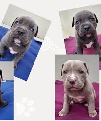 Initiative 'Kampfhund' e.V.