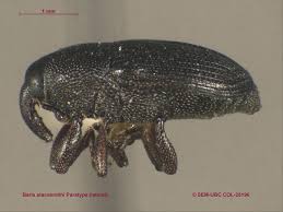 Image result for Burttia prunoides