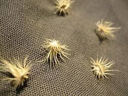 Image result for Cenchrus biflorus