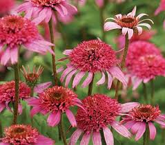Check spelling or type a new query. My Enchanting Cottage Garden Echinacea Queen Of The Perennials