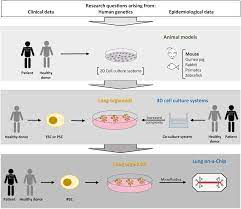 Each type of research has an important place in determining a physiological mechanism. Plos Pathogens Experimental Study Of Tuberculosis From Animal Models To Complex Cell Systems And Organoids