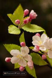 How To Make Paper Apple Blossom From Facial Tissue Free Template Manualidades Flores Flores De Papel
