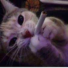 cat cats kot koty mem memy meme memes funny zabawne smieszne smiesznekoty funnycats animals anim cute baby cats cute cat memes cute animal memes
