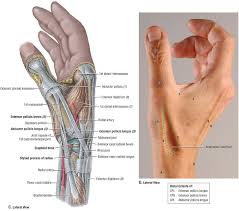 Scaphoid Fractures Core Em Specialized views (e.g., posteroanterior in ulnar deviation, pronated oblique) and repeat radiography in 10 to 14 days can improve sensitivity for scaphoid fractures. scaphoid fractures core em