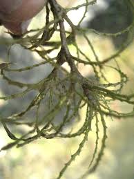 Image result for Najas horrida