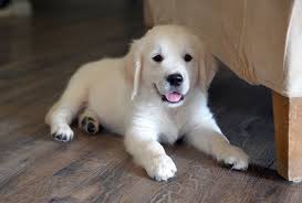 Golden retrievers were bred by crossing multiple dogs one after the other. Golden Retriever Rescues In California The Bearden Pack The Bearden Pack