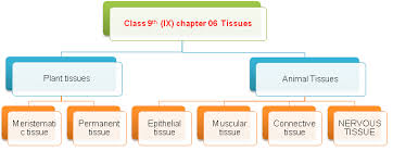 Solved Board Questions For Class Ix Plant Tissue And Animal