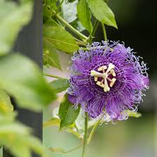 More evidence is needed to rate passionflower for these uses. Passionflower Plant Care Growing Guide