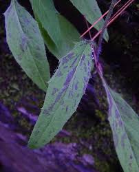 Image result for Eriosema robinsonii