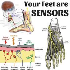 With Over 200 000 Sensory Nerve Endings Per Foot What Are