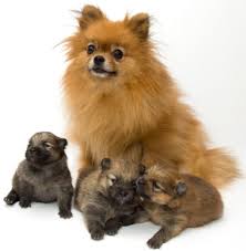 You will find pomeranian dogs for adoption and puppies for sale under the listings here. Pomeranian Chihuahua Mix Puppy Novocom Top