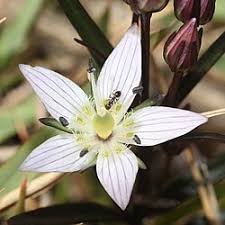 Image result for Swertia eminii