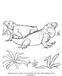 The spruce / wenjia tang take a break and have some fun with this collection of free, printable co. Iguana Coloring Pages Free Printable Coloring Pages Free Coloring Home