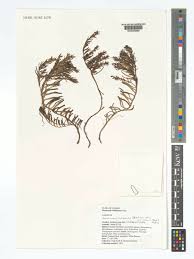 Image result for Aeollanthus subacaulis