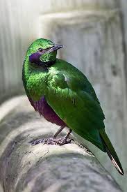 Un Etourneau Vert Avec Images Oiseaux Oiseaux Exotiques Oiseaux Colores