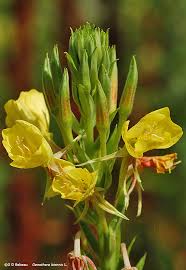 It's a real treat to find these flowers in the morning with the primrose moth visitor still hanging out in the blossom. Evening Primrose Oenothera Biennis L
