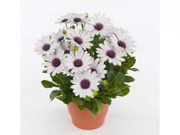 Image result for Dimorphotheca