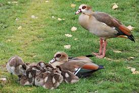 Because of their popularity chiefly as an ornamental bird, escapees are common and feral populations have become established in western europe, the united states, and new zealand. Moscovy Duck And Egyptian Geese Removal Services S Fl Animal Removal