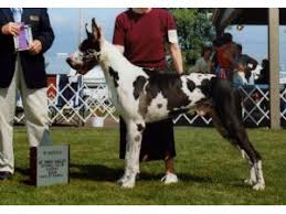 Some of which are common whilst others are comparatively less in fashion. Great Dane Puppies In Minnesota