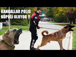 Kangal Ve Akbas Cikti Meydana Kangal Alabai Rottweiler Akbas K I F Etkinligi Sampiyonlarligi 2 Youtube