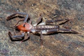 You can call a camel spider a solpugid, but not all solpugids are camel spiders, the same way that you can call a chimp a primate, but not all primates had one fall off the ceiling onto my head. Stuart Longhorn Auf Twitter Camel Spider Aka Wind Scorpion Or Sun Spider Not A Spider Nor Scorpion Hide Under Rocks Stupidcommonnames Http T Co Snlvoogksk