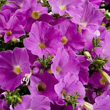 Pin On Flowers Gardening