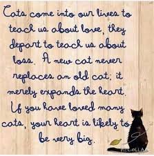 Check spelling or type a new query. Loss Of A Cat Memes