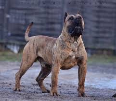 Dragoner Fuego De Volcanes Presa Canario Presacanario From Poland Credit Fuego De Volcanes In 2020 Bull Mastiff Dogs Scary Dogs Ancient Dog Breeds