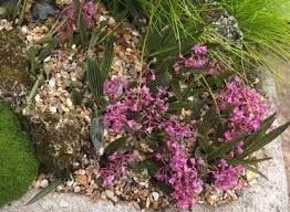 Image result for Ledebouria cooperi