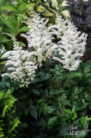 • cornerstone astilbe collection from white flower farm. Astilbe Chinensis Vision In White 140724 239rm Astilbe White Flowering Plants Astilbe Flower