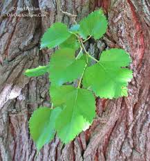 Traditional orchards are normally planted with trees on standard rootstocks. 15 Trees For A Wildlife Friendly Edible Landsape