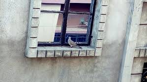 Bow windows are a connected set of 4 to 6 windows that curve outward and are. The 10 Most Expensive Types Of Windows And What They Cost