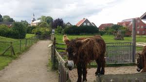 Der haustierpark werdum ist einzigartig an der ostfriesischen nordseeküste und wird von urlaubsgästen und einheimischen gleichermaßen stark frequentiert. Esel Im Haustierpark Aus Dem Reiseblog Unsere Selfmade Schnitzeljagd Zum Kindergeburtstag Im Haustierpark Werdum Tiere Schnitzeljagd Ausflug