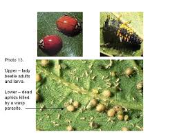These insects, native to asia, have been present in the midwestern us since 2000 causing economic losses. Soybean Aphid Nc State Extension