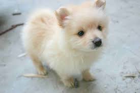40 very cute pomeranian puppy pictures