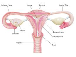 Anatomy, human internal organs icon, human anatomy. Fallopian Tubes Anatomy Function And Treatment