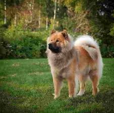 Check spelling or type a new query. 13 Big Fluffy Dog Breeds That Are Absolutely Amazing