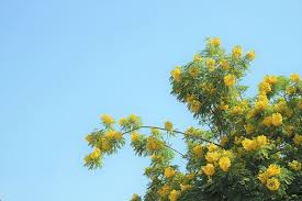 The most common magnolia in southern california is the southern magnolia. Hd Wallpaper United States California Flowers Trees Sky Yellow Plant Wallpaper Flare