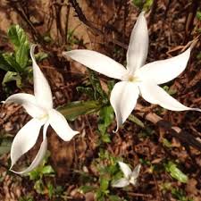 Image result for Leptactina