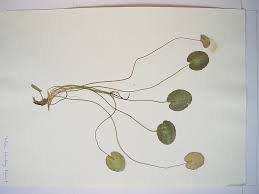 Image result for Nymphoides